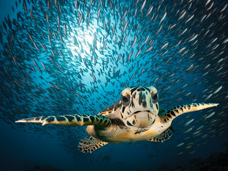 hawksbill sea turtle habitat