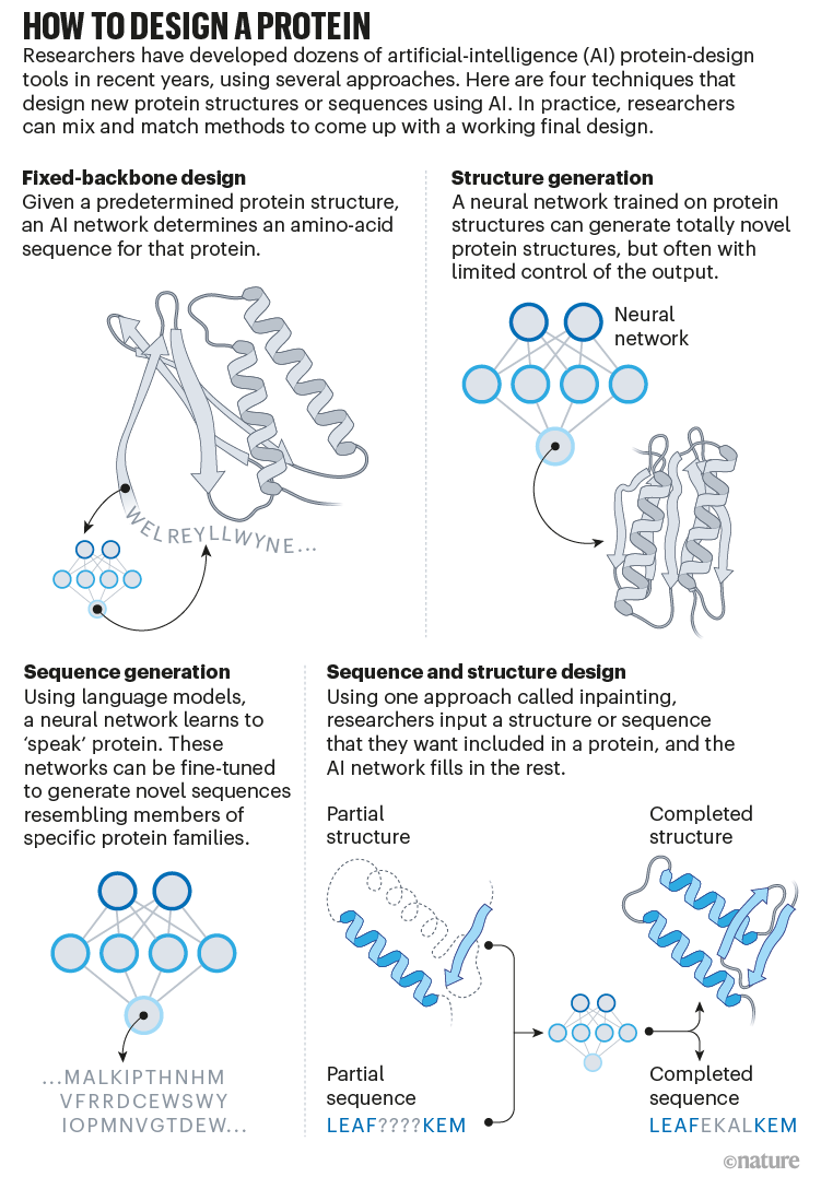 如何设计蛋白质:信息图显示了四种使用人工智能设计新蛋白质结构或序列的技术。