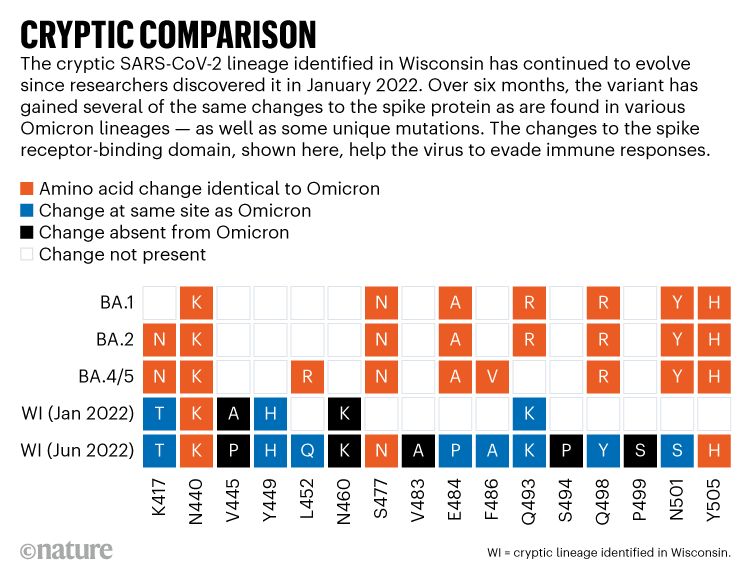 CRYPTIC COMPARISON. Graphic showing the changes to the spike receptor-binding domain of the Winconsin cryptic SARS-CoV-2 lineage