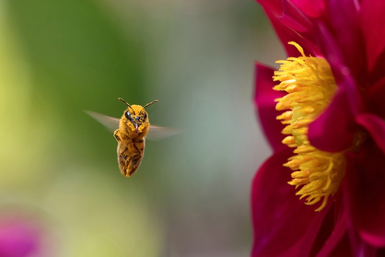 A bee covered in pollen is seen hovering next to a red dahlia flower at right