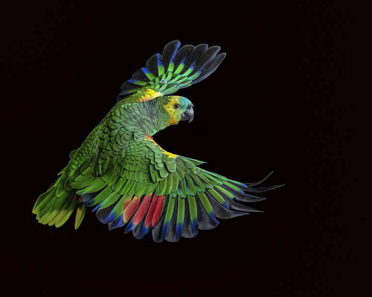A parrot banking mid-flight against a black background