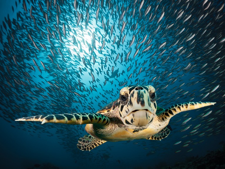 Hawksbill sea turtle (Eretmochelys imbricata), South Male Atoll, Indian Ocean, Maldives.