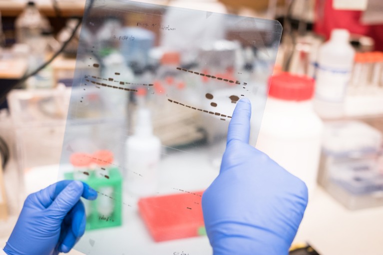 Scientist in a laboratory analysing a western blot result on a transparent film