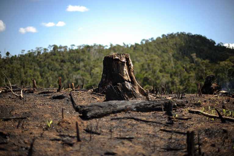 A tree stump in a secondary forest that was burned down to make way for a rice field in Madagascar on September 18, 2008.