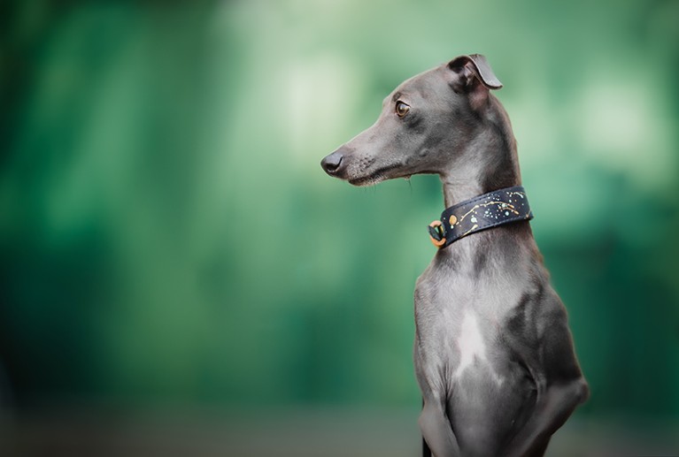 Close-up of a grey and white Italian greyhound looking away while wearing a collar.