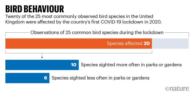 BIRD BEHAVIOR.  Graphic showing how UK bird behavior changed during the country's first COVID-19 lockdown in 2020.