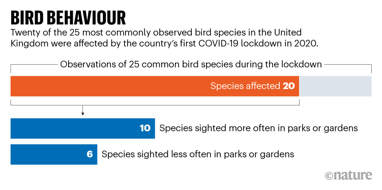 UK lockdown at spring provides peace for birds of prey