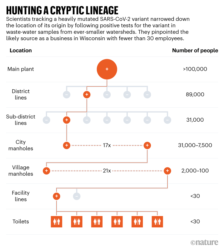 HUNTING A CRYPTIC LINEAGE. Graphic showing how the source of a mutated SARS-CoV-2 variant was found