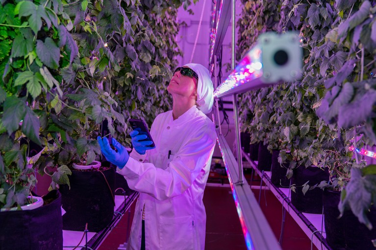 Ana Saenz García tends her indoor hop plants