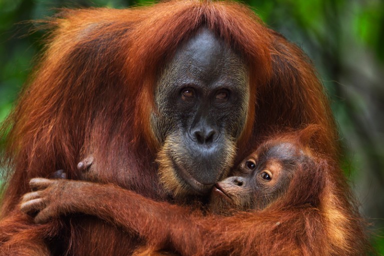 一只雌性苏门答腊猩猩抱着她的雌性宝宝的特写