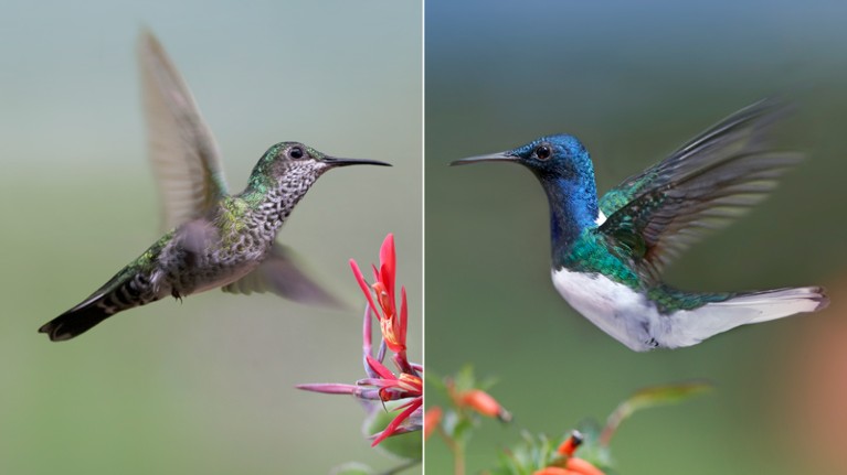 A diptych of a green, mottled female and blue-headed male white-necked Jacobin hummingbird foraging on flowers