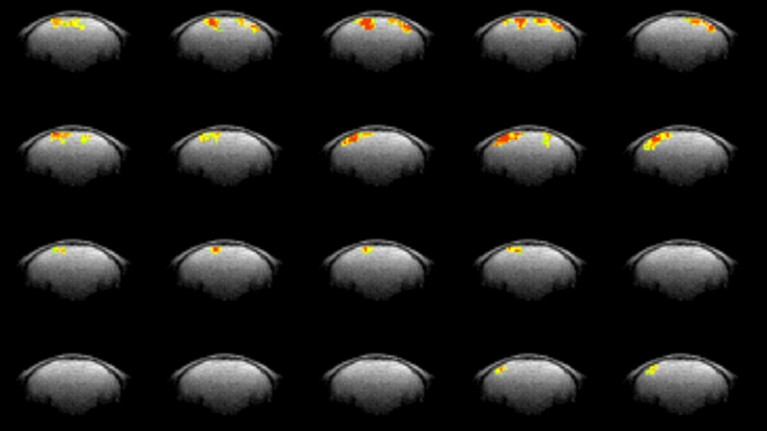Series of maps of mouse brains showing DIANA responses to visual stimuli