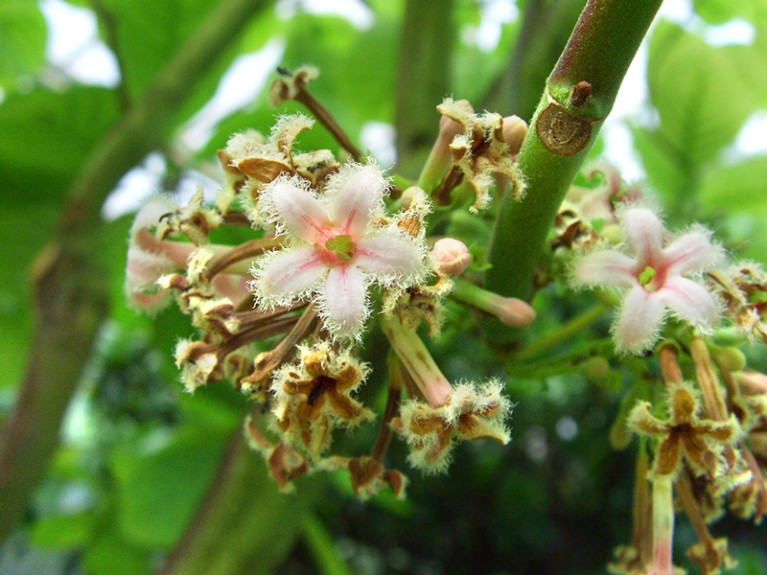 Flowers of the quinine-producing plant called fever tree (Cinchona sp).
