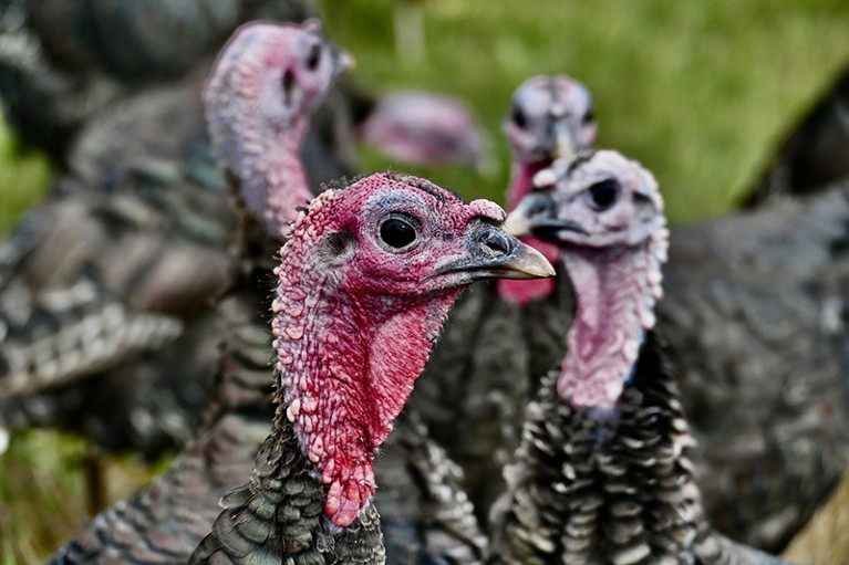 A cluster of free-range turkeys outdoors in the sunshine.