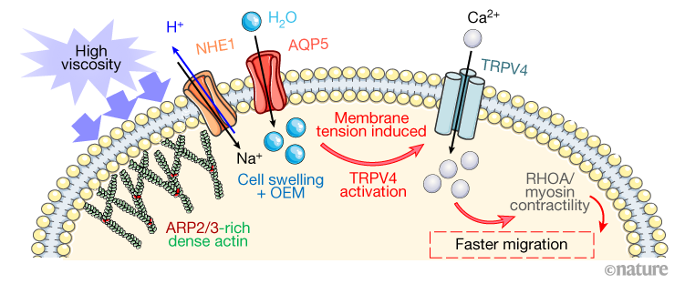 cancer-cells-move-and-spread-faster-in-thicker-extracellular-fluids