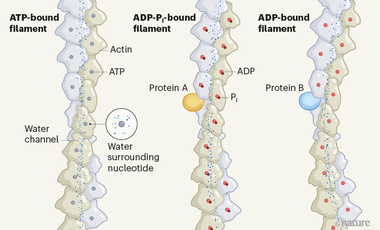 catching-actin-proteins-in-action