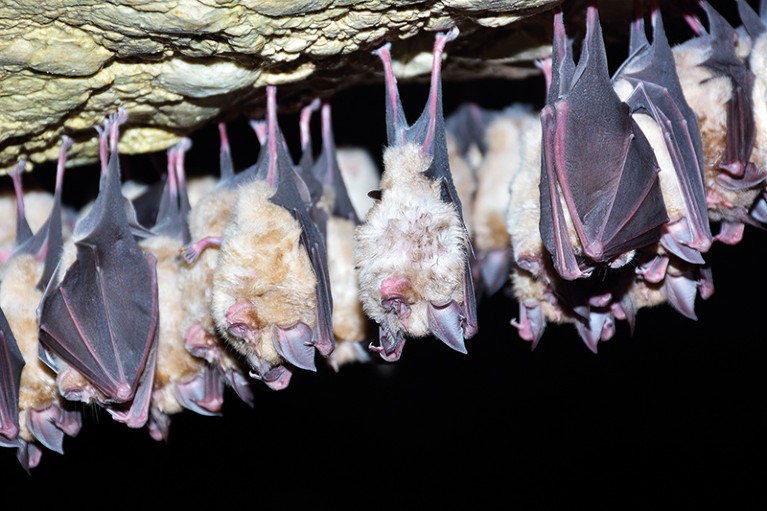 A group of bats hang upside down, against a black night sky.