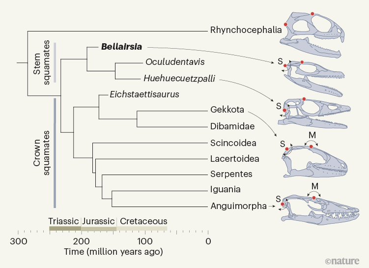 An exceptional fossil lizard from the Jurassic period