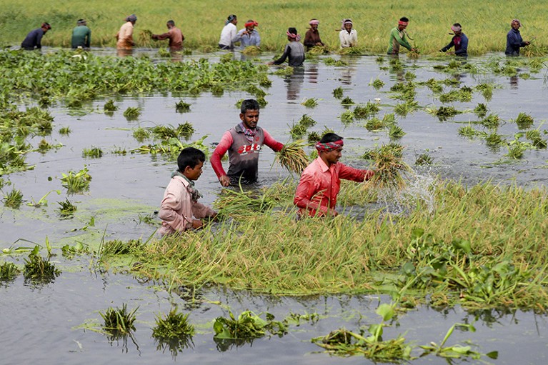 A group of farmers harvesting paddy at a flooded rice field in Dhaka, Bangladesh in April 2022.