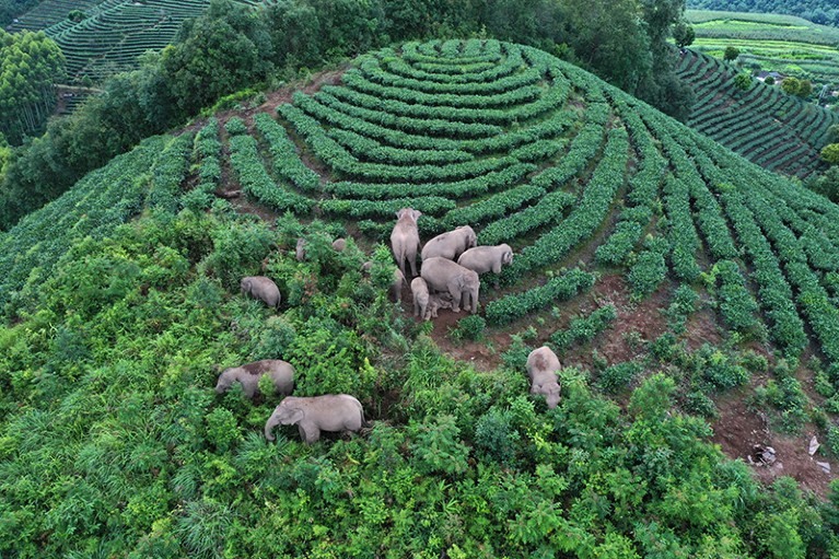 Une vue aérienne d'un troupeau d'éléphants d'Asie sauvages au pied d'une montagne dans un village agricole de Pu'er, province du Yunnan, Chine, 2021.