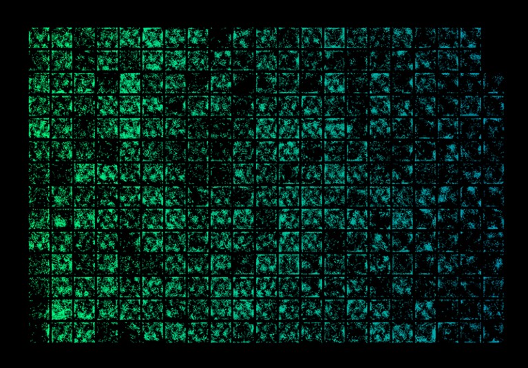 A grid of projections of neurons imaged by Mini2P