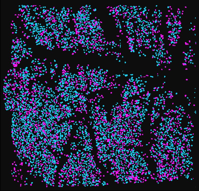 A projection of thousands of neurons imaged by Mini2P with the distances between them marked in different colours
