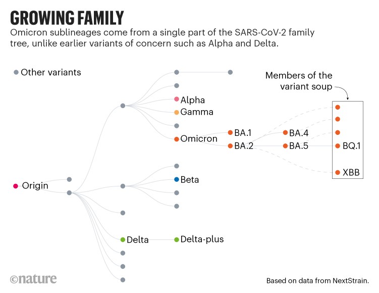 La famille grandissante : Illustration de l'arbre généalogique du SARS-CoV-2 depuis l'origine jusqu'à la soupe variante Omicron.