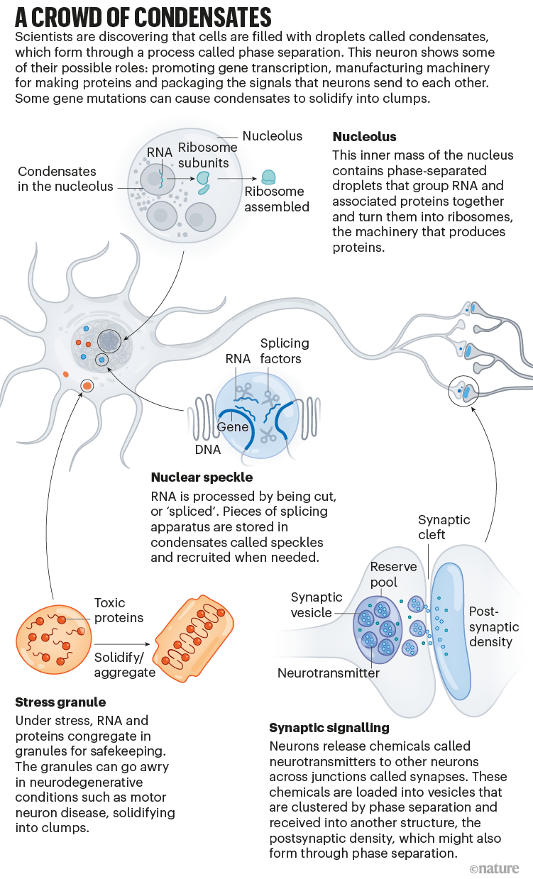 A crowd of condensates: an infographic that shows the function of a selection of condensates that form in a neuron