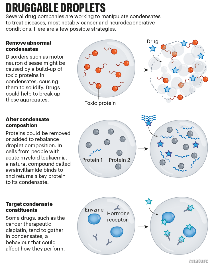 Druggable droplets: a graphic that shows how drugs can be used to remove, alter or target condensates and their contents.