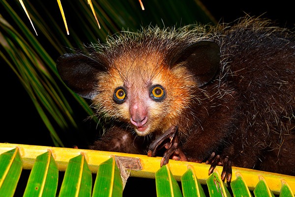 Aye-aye (Daubentonia madagascariensis) photographed in Masoala National Park, Madagascar