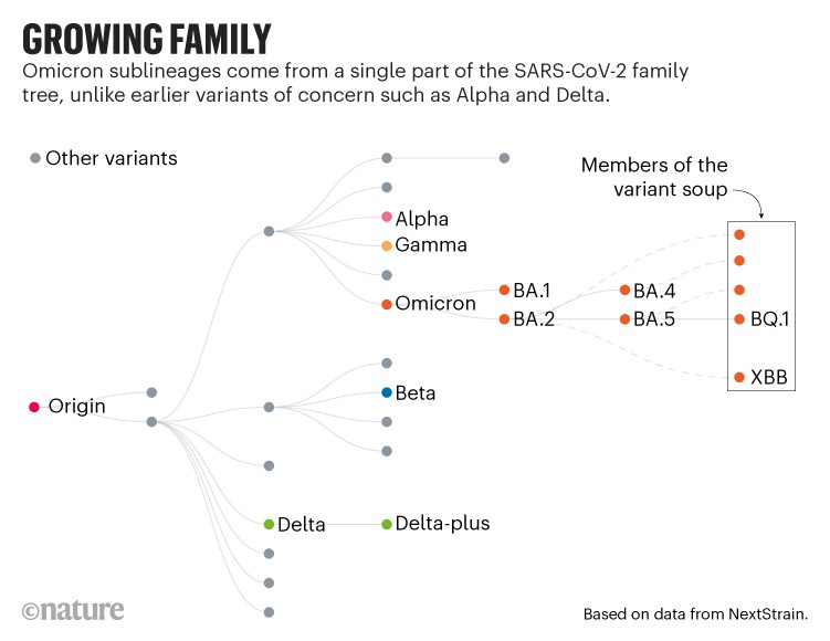 成长的家族:从起源到欧米克隆变异汤的SARS-CoV-2家族树的插图。