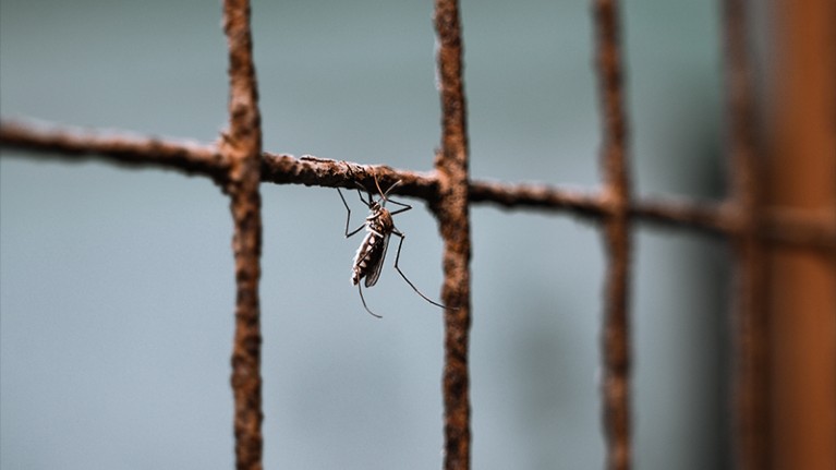 Female Anopheles mosquito (Anopheles stephensi) inside a house in West Bengal, India.