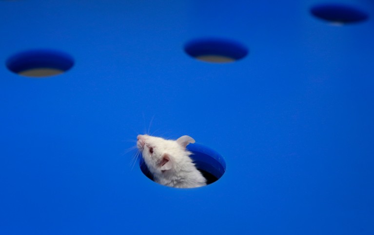 US agency seeks to phase out animal testing