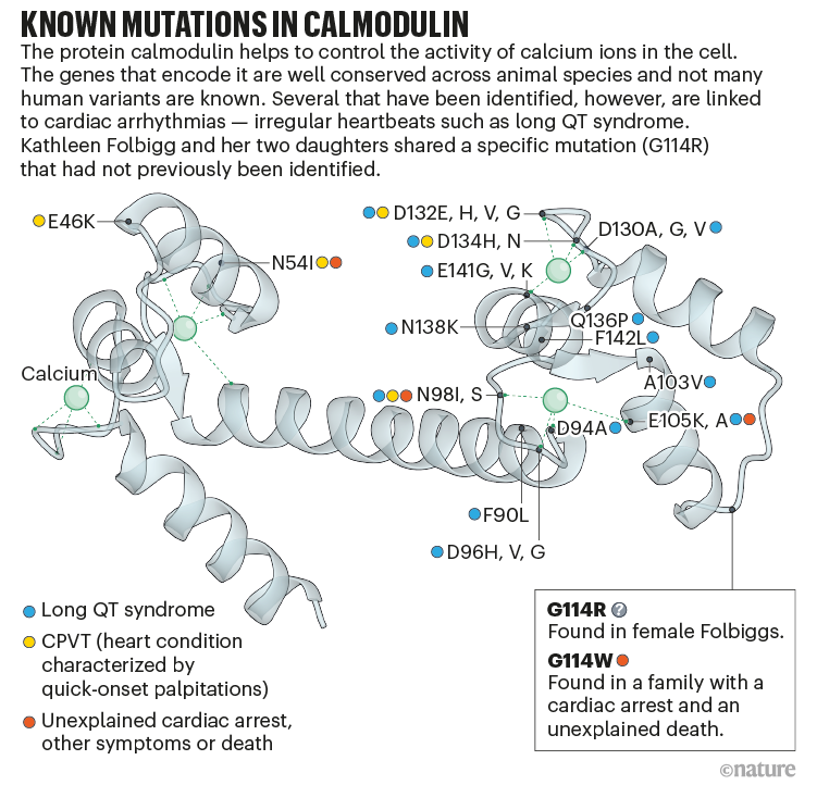 Known mutations in calmodulin: a graphic showing mutations in the calmodulin protein that are linked with cardiac arrhythmias.