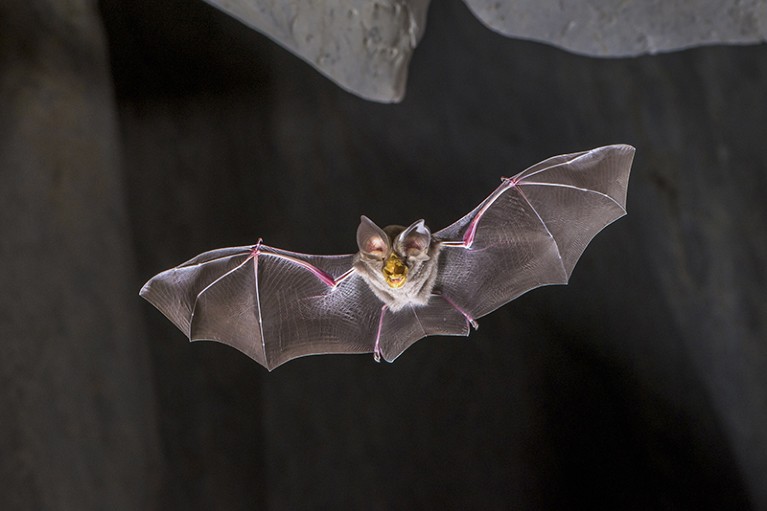 A large-eared horseshoe bat (Rhinolophus robertsi) flying out of a cave in Cooktown, Queensland, Australia.