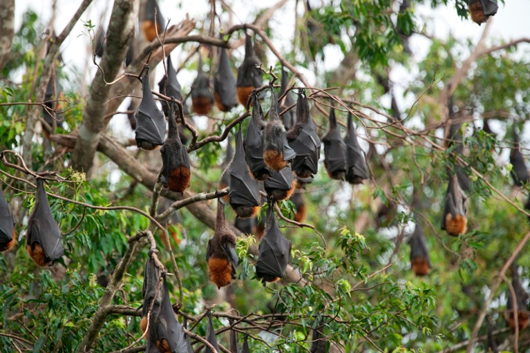 Grey-headed flying-foxes roosting in a tree