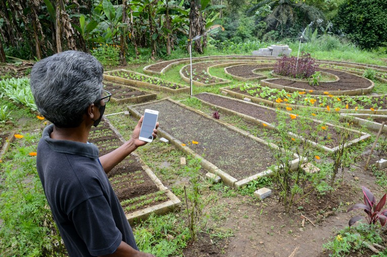 A farmer wearing a face mask uses an agricultural technology app on his smartphone near his crops