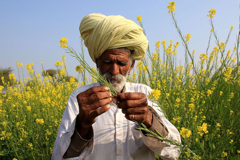 A farmer checks mustard flowers in a field on the outskirts of Ajmer in India.