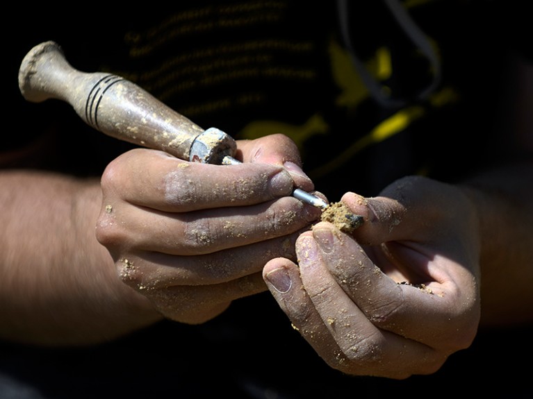 A paleontologist uncovers a fossil near the site where a fossilised tooth with three roots, Bulgaria.