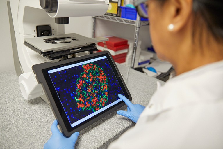 A eGenesis principal scientist looking at neonatal pancreatic islet cluster that were grown in vitro.