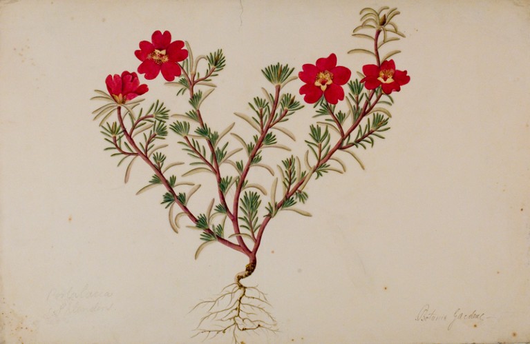 Portulaca grandiflora painted around between 1847-1850. Common names include large flowered purslane, rose moss and sun plant.