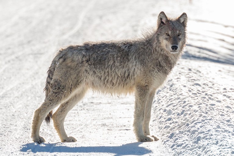 A lone wolf pup in Yellowstone National Park.