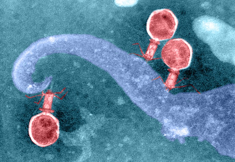 Coloured transmission electron micrograph (TEM) of T2 bacteriophages attached to a bacterial cell wall fragment.