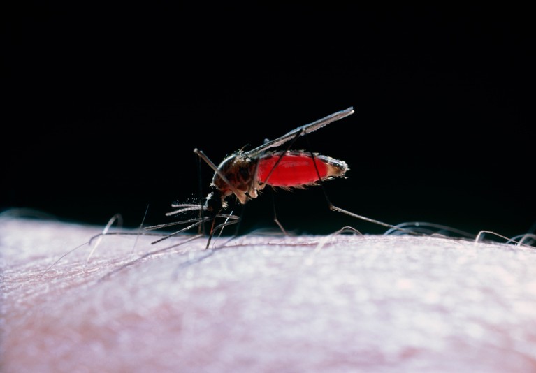 Close up of a female Northern House mosquito feeding on human blood