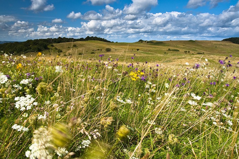 Dry grasslands in Germany.