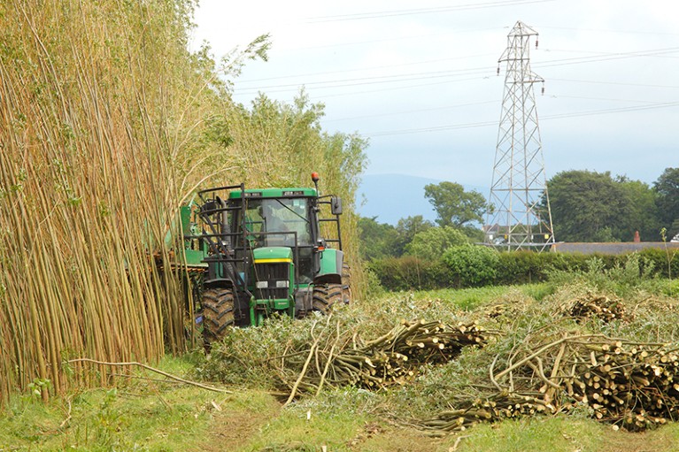 Un tractor cosechando sauces en una plantación cerca de Carlisle, Cumbria, Inglaterra.