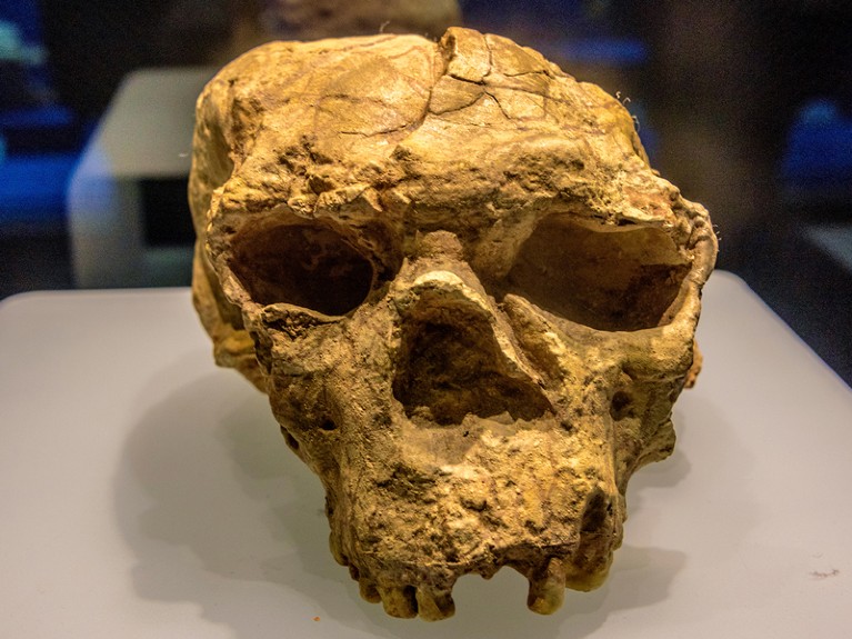 Skull of Yunxian people in Hubei Provincial Museum.