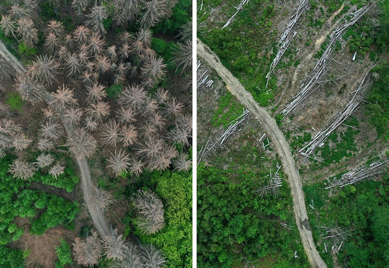 This pair of aerial photos shows (L) dead spruce trees in Germany in 2020, and (R) logs of dead trees at the same site in 2021.