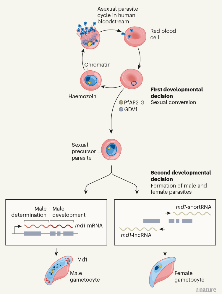 How A Malaria Parasite Becomes A Male 