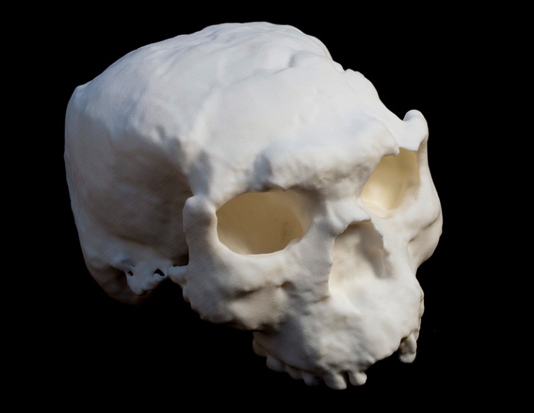 Yunxian Man fossil skull cast.